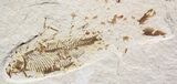 Bargin Diplomystus Fossil Fish - Wyoming #27412-1